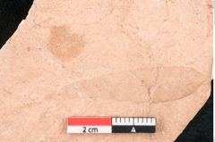 Foto (Detailansicht) von Cassia denticulata Ettingshausen (NHMW-GEO-2024-0188-8053)